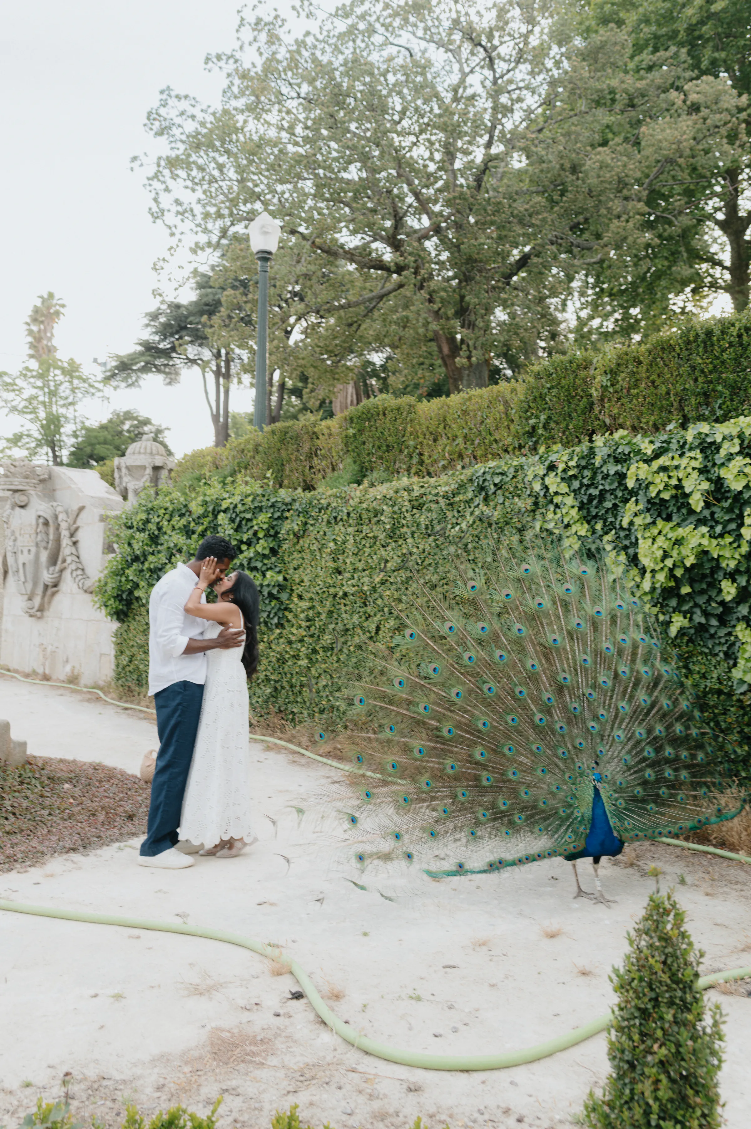 Couple embracing during a garden session beside a peacock with its tail spread.